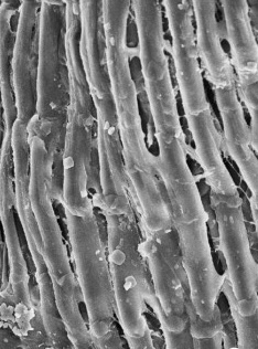 Lotus fiber research