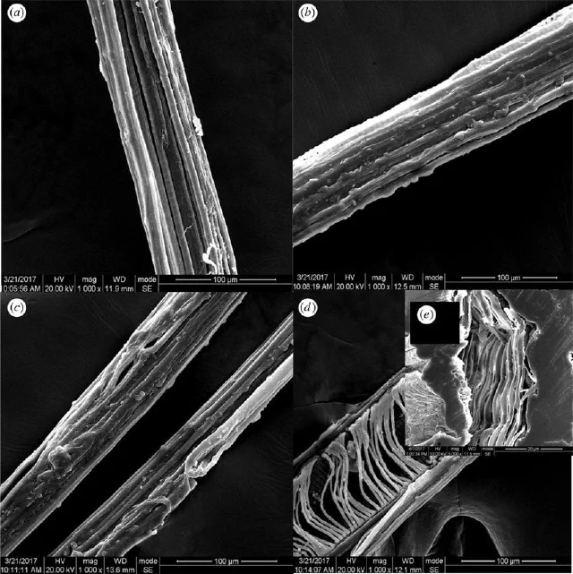 Lotus fiber research